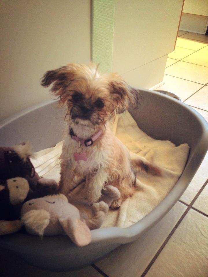 Blanding af racer Bella - 26-06-2013
Lille Bella har været ude i regnen :) billede 19