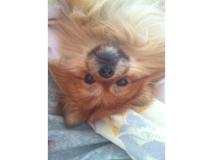 {{currentPhoto.altText}} billede {{currentPhoto.number}}