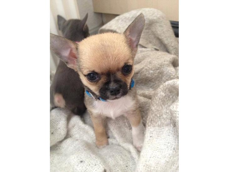 Chihuahua Teemo - 5 uger billede 1