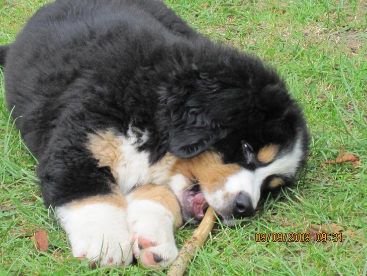 Berner sennenhund maisie - Maisie som hvalp billede 2