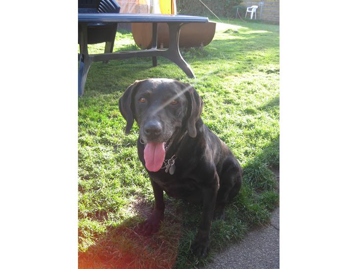 {{currentPhoto.altText}} billede {{currentPhoto.number}}