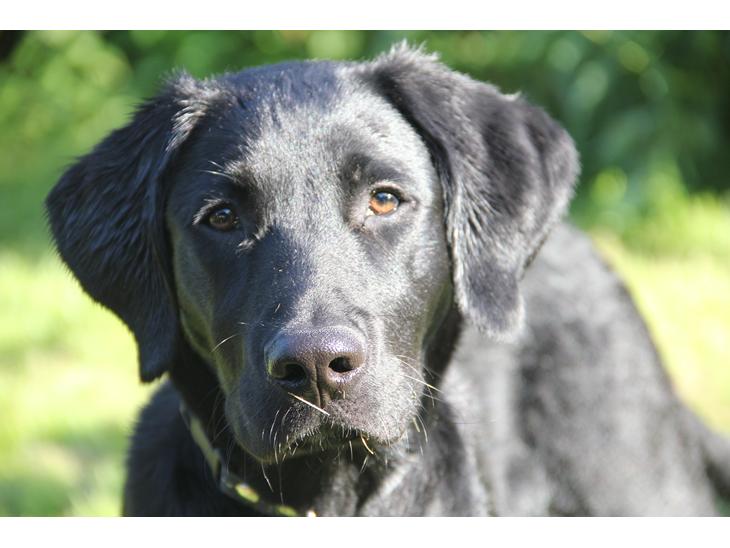 Labrador retriever Balou - Smukke Balou<3 billede 1
