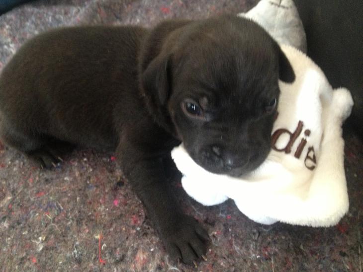 Staffordshire bull terrier Camino (Eddie) - Ca. 3 uger gammel, med sin Eddie bamse :-)  billede 1