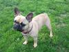 Fransk bulldog Abbie