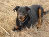 Beauceron Aika
