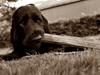 Cocker spaniel Højbjerg Euphorbiastjerne Cito