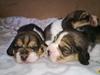 Beagle Jako
