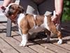 Staffordshire bull terrier Rochamgos Famous Falkner (Hemi)