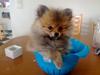 Pomeranian Topsy´s Carla