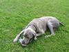 Weimaraner Kato