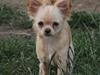Chihuahua Ravns Miss Money-Penny [Tidl. hund]