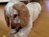 Cocker spaniel Simba