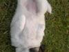 Blanding af racer Depsi R.I.P [ Himmelhund]