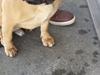 Blanding af racer Balther (Puggle)
