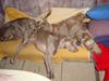 Blanding af racer Millie R.I.P. 16/9/2012 [ Himmelhund]