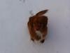 Nova scotia duck tolling retriever Millle