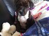 Staffordshire bull terrier KAY