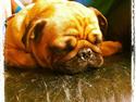 Mops Balder