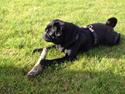 Mops Bella