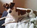 Dansk svensk gaardhund Emil
