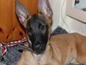 Malinois kira