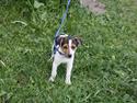 Dansk svensk gaardhund Milo