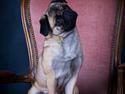 Mops Aja