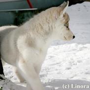 Siberian husky Calypso Linora Iceblue