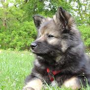 Finsk lapphund Outlaw Roxy