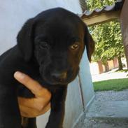 Labrador retriever sasja