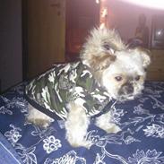 Blanding af racer Balu