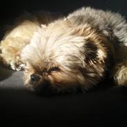 Blanding af racer Balu