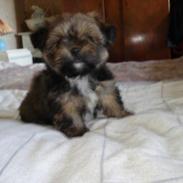 Blanding af racer Balu