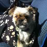 Blanding af racer Balu