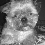 Blanding af racer Balu