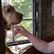 Cocker spaniel Cosmo