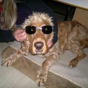 Cocker spaniel Cosmo