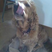 Cocker spaniel Cosmo