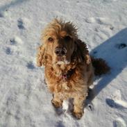 Cocker spaniel Cosmo