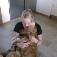 Cocker spaniel Cosmo