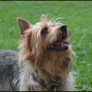 Australsk terrier Luka Min engel