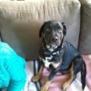 Blanding af racer Bastian