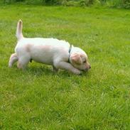 Labrador retriever Zeus