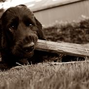 Cocker spaniel Højbjerg Euphorbiastjerne Cito