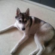 Siberian husky nunu
