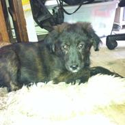 Blanding af racer Mark Twain