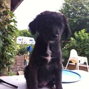 Blanding af racer Mark Twain