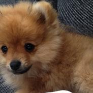 Pomeranian Baby