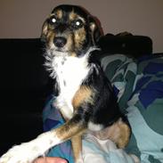 Blanding af racer Mocca