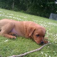 Blanding af racer Cuba